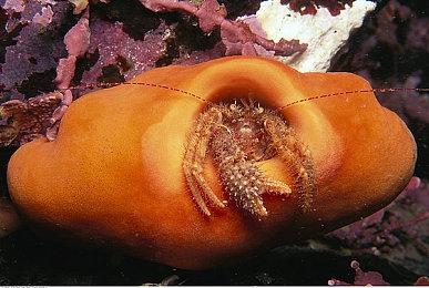 Steam喜加一！免费领取回合制战术游戏《肉鸡》